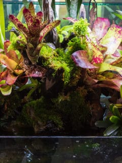 Terrarium style small garden with rock and driftwood in glass container containing soil and decoration Bromeliad plants