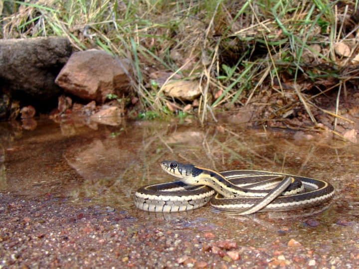 A Black-necked Garter Snake, Thamnophis cyrtopsis, coiled in the pool of a desert stream