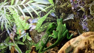 A shot of two green lizards on the Aqua-terrarium / Paludarium