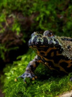 The (oriental) fire-bellied toad, Bombina orientalis.