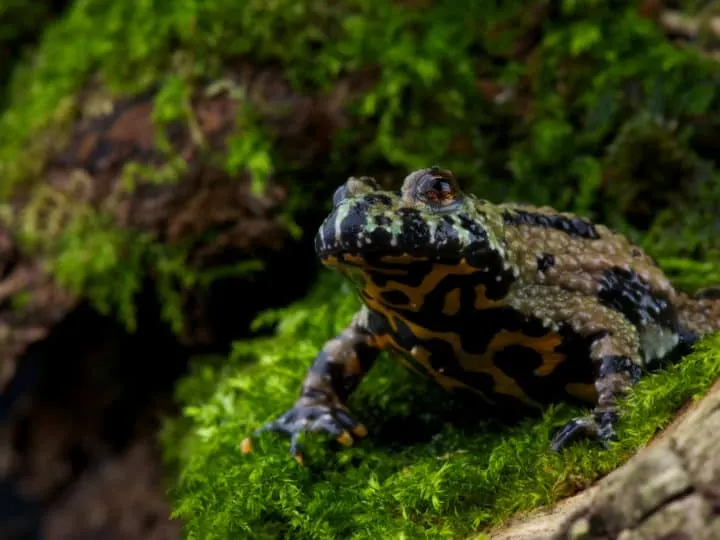 The (oriental) fire-bellied toad, Bombina orientalis.
