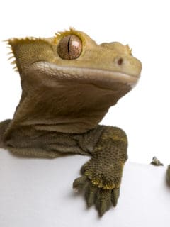 New Caledonian Crested Gecko against white background