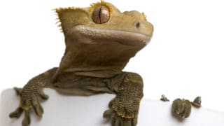 New Caledonian Crested Gecko against white background