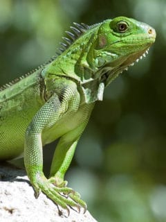 Male Green Iguana, taken on Aruba; Shallow DOF