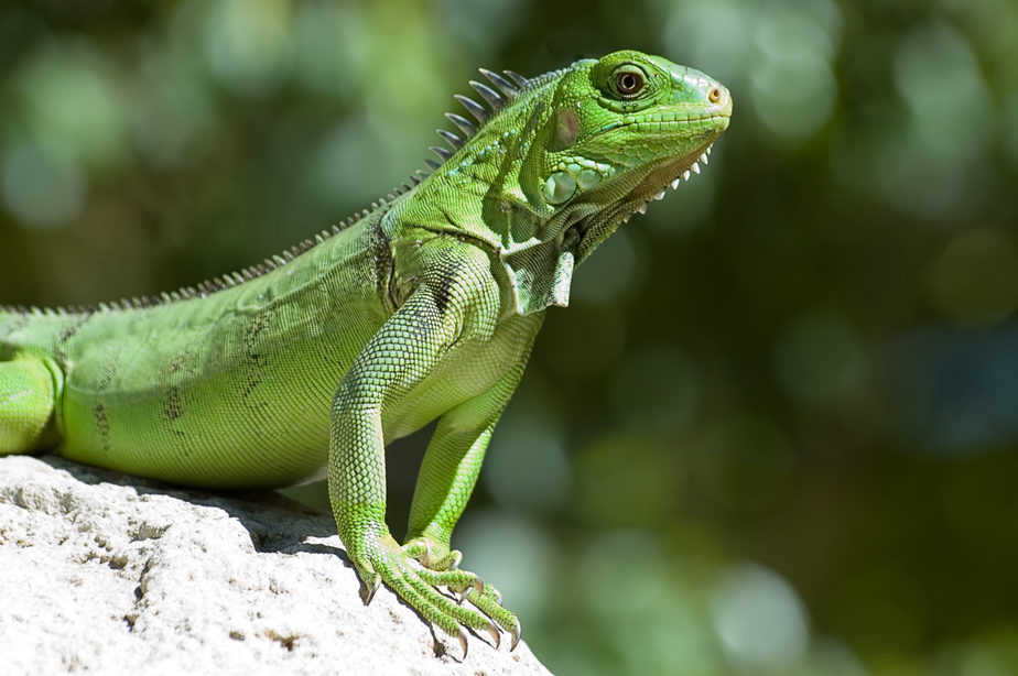 Male Green Iguana, taken on Aruba; Shallow DOF