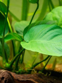 Detail of a Anubias Barteri leaf with blurred background