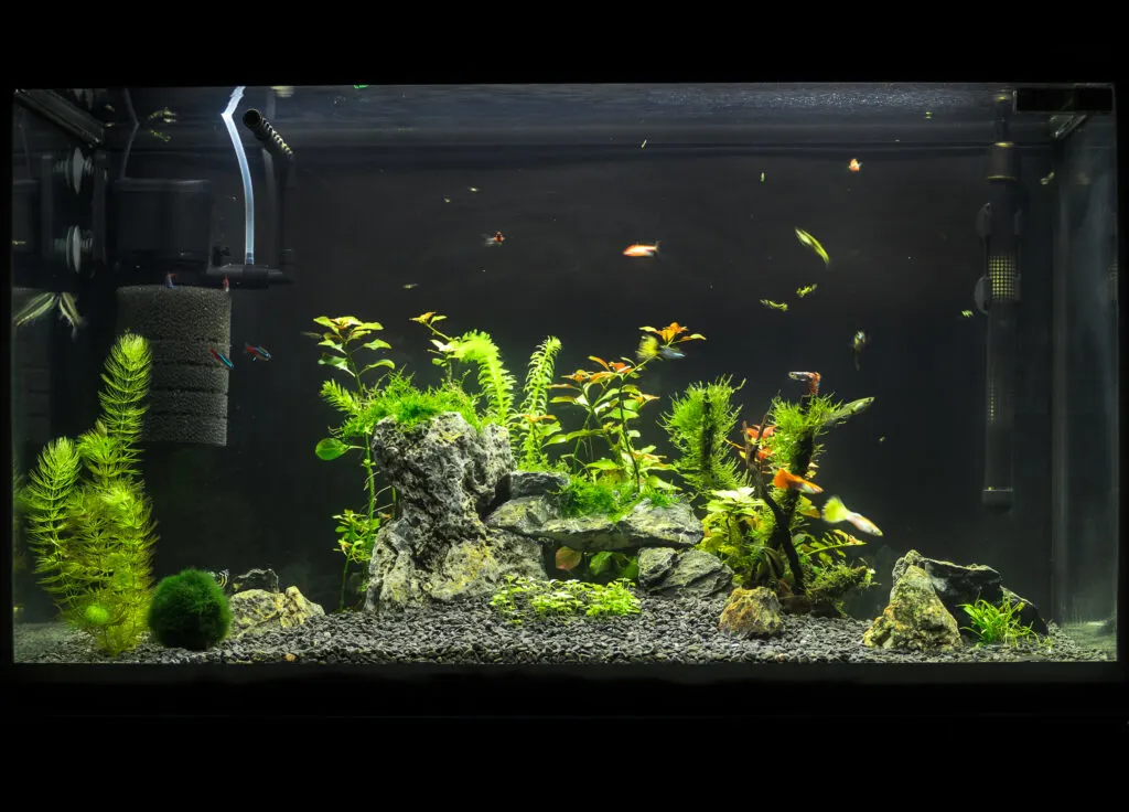 Beautiful planted tropical freshwater aquarium with fishes