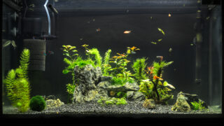Beautiful planted tropical freshwater aquarium with fishes