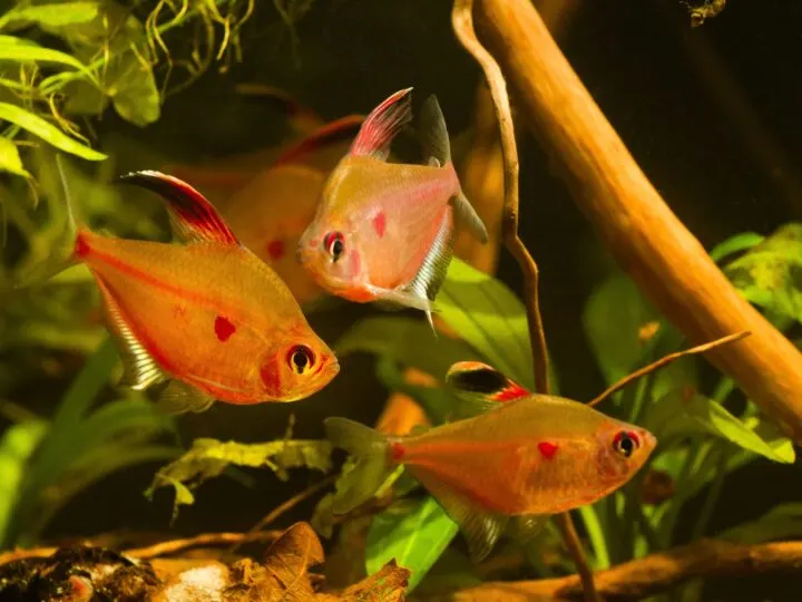 Group of healthy and active bleeding heart tetra adult fish