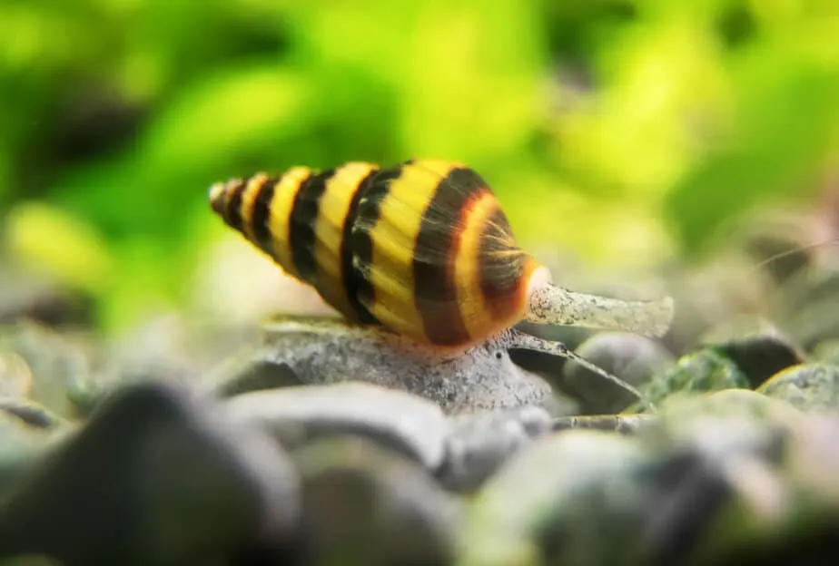 Macro shot of assassin snail in aquarium. Anentome helena