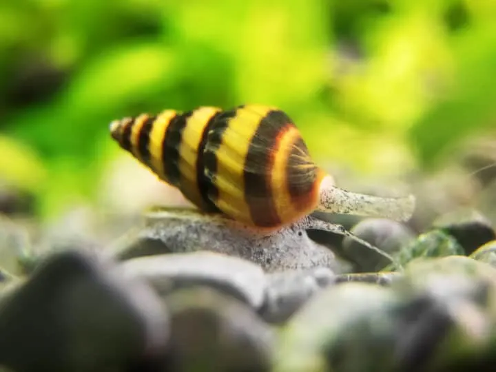 Macro shot of assassin snail in aquarium. Anentome helena