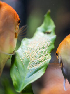 Pair of Gold Pterophyllum Scalare in aquarium, yellow angelfish guarding eggs.