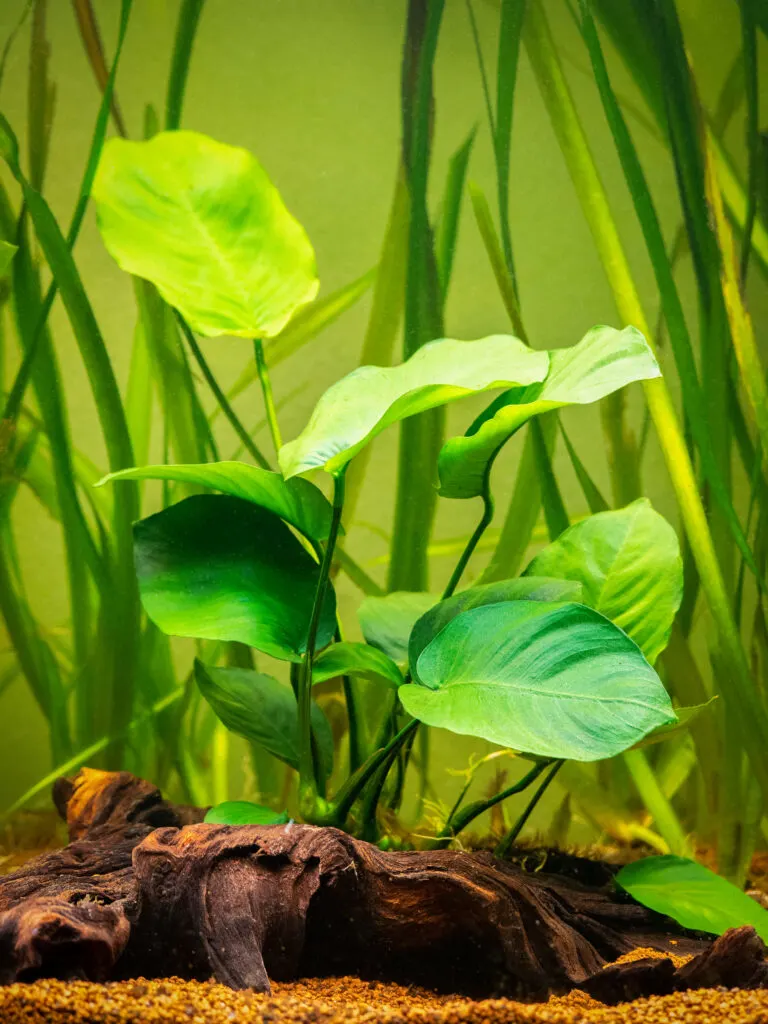  Anubias Barteri aquarium plant with blurred background