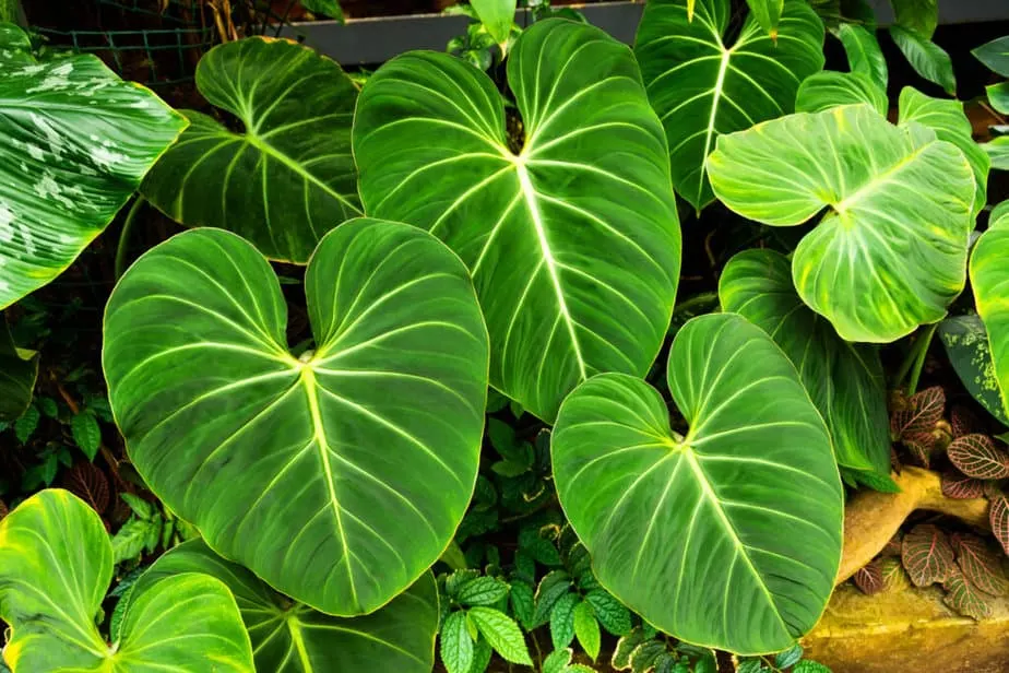 Philodendrons with large leaves in a humid tropical greenhouse.
