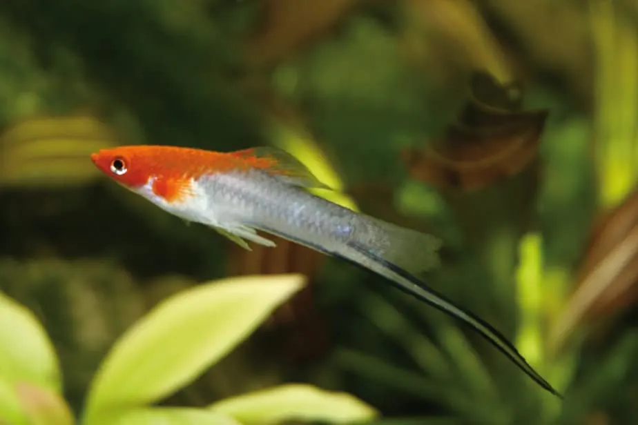 Red Swordtail Xiphophorus hellerii fish