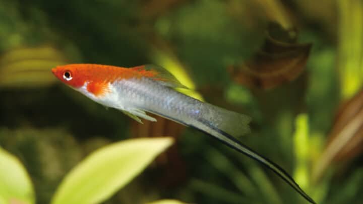 Red Swordtail Xiphophorus hellerii fish