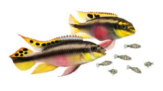 Breed Pulcher kribensis with swarm fry fish cichlid Aquarium fish Pelvicachromis pulcher fish