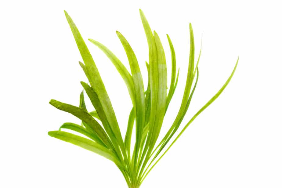Vallisneria water plant isolated on white background