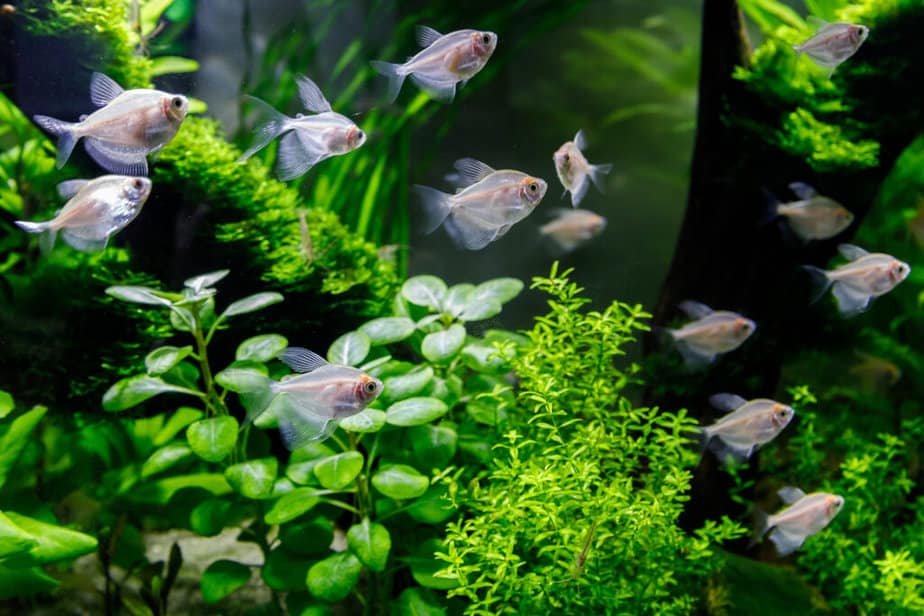 Green beautiful planted tropical freshwater aquarium with different fish