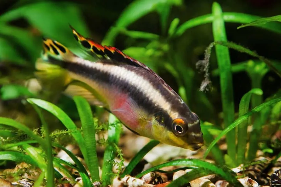 Young active female of popular freshwater ornamental common krib species