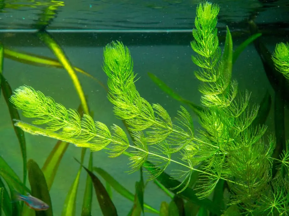 a hornwort plant Ceratophyllum demersum on a fish tank