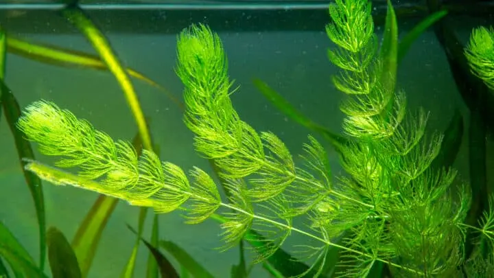 a hornwort plant Ceratophyllum demersum on a fish tank