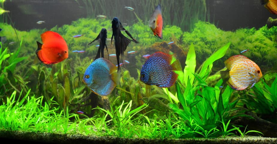 Freshwater aquarium with discus fish