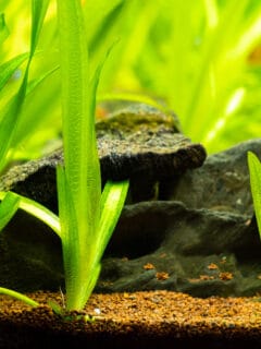 Vallisneria gigantea freshwater aquatic plants in a fish tank
