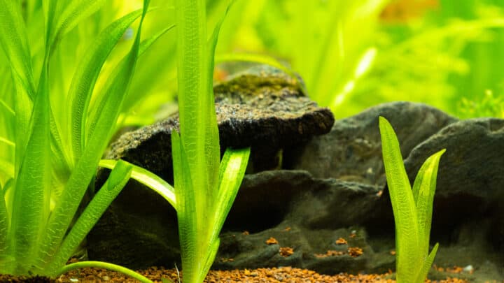 Vallisneria gigantea freshwater aquatic plants in a fish tank