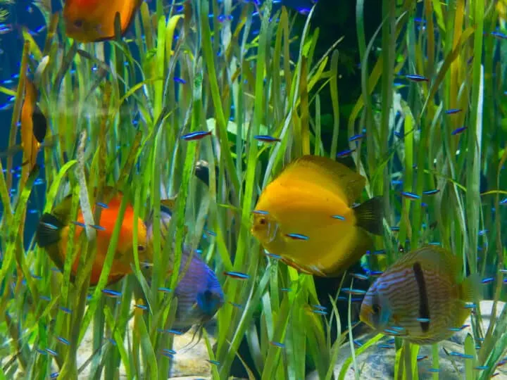 Tropical aquarium with fishes and green water plants