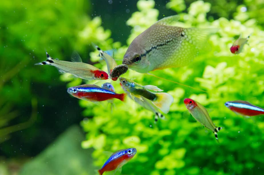 Closeup of Guppy, red neon and Pearl gourami fish a freshwater aquarium