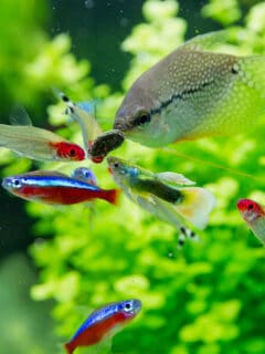Closeup of Guppy, red neon and Pearl gourami fish a freshwater aquarium