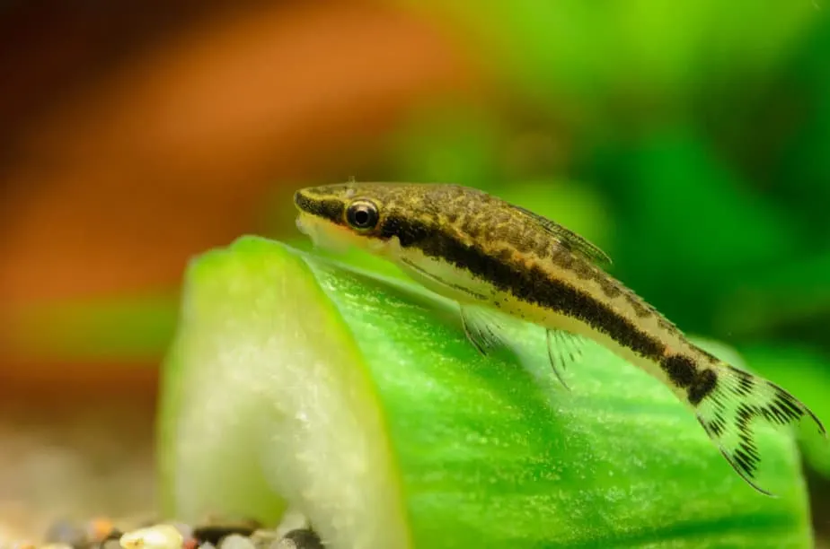 Otocinclus Aquarium Fish Close Up on Cucumber