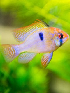 Freshwater fish - Mikrogeophagus ramirezi