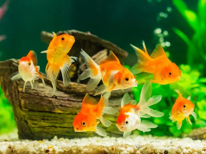Goldfish in aquarium with green plants