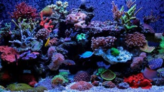 Coral reef saltwater aquarium