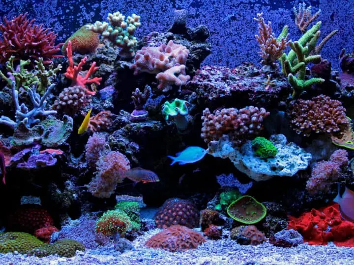 Coral reef saltwater aquarium