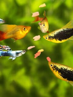 Group of guppy and platy fish eating