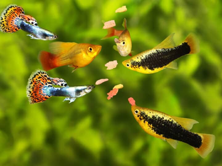 Group of guppy and platy fish eating