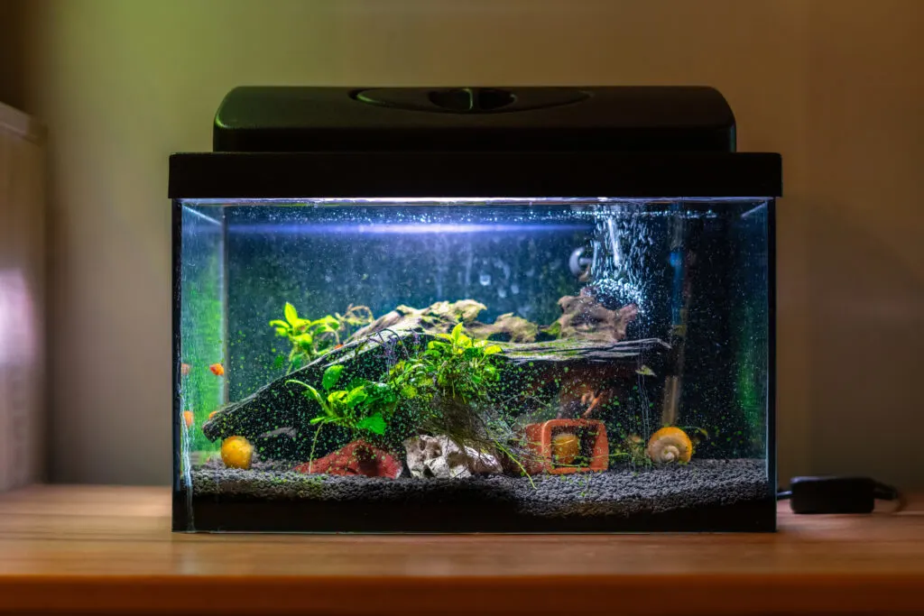 Small fish tank with snails
