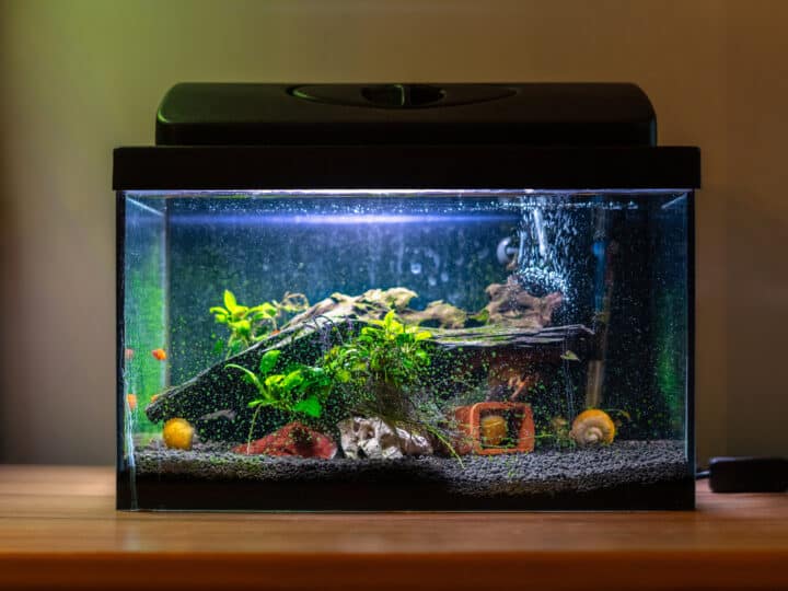 Small fish tank with snails