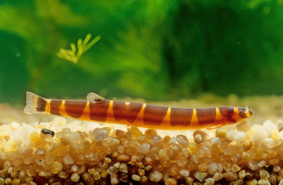 Kuhli loach in front of tank