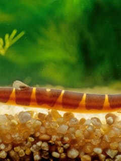 Kuhli loach in front of tank