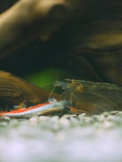 Shrimp eating dead aquarium fish