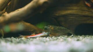 Shrimp eating dead aquarium fish