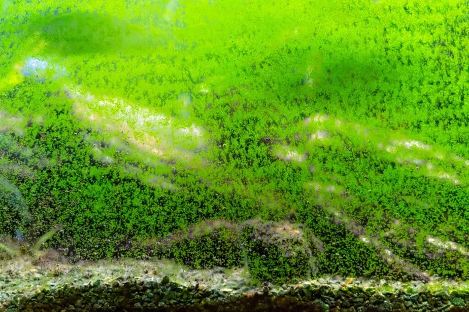 Algae growing on aquarium glass