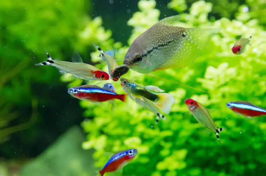 Freshwater exotic aquarium fish