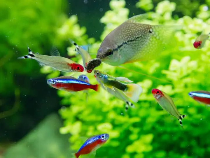 Freshwater exotic aquarium fish