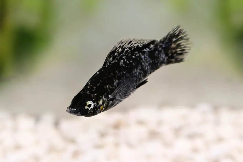 Spotted Black Molly Poecilia sphenops