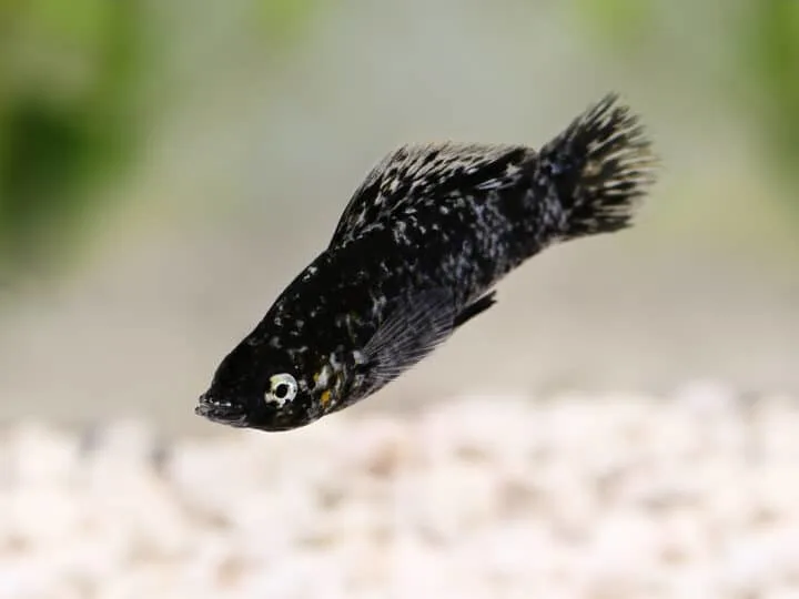 Spotted Black Molly Poecilia sphenops